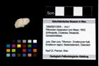 Foto (Objekt + Etikett) von Pithonoton marginatum (von Meyer, 1842)  (NHMW-GEO-1990-0041-3934)